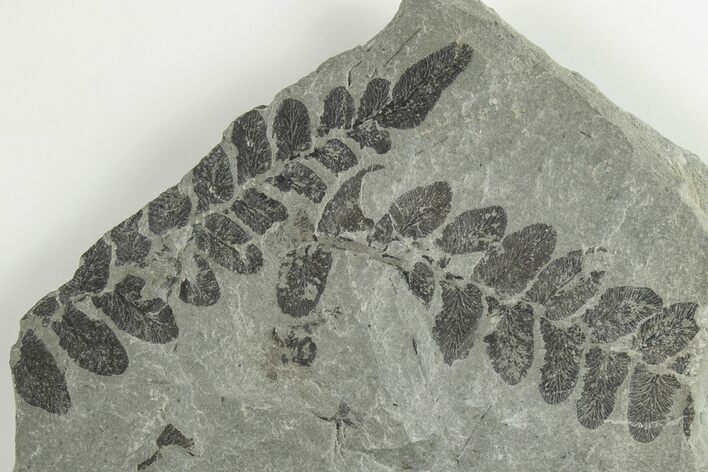 3.4" Pennsylvanian Fossil Fern (Neuropteris) Plate - Kentucky